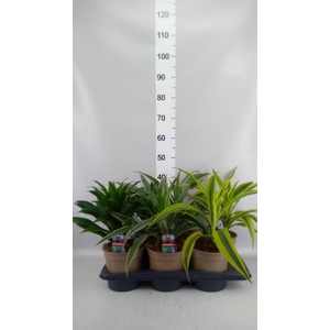 Dracaena   ...mix