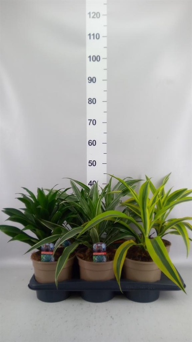 <h4>Dracaena   ...mix</h4>