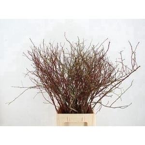 Vaccinium  'Huckleberry'