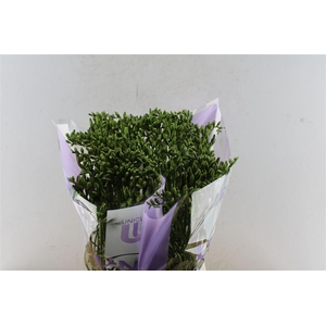 Fr En Delta River Blue