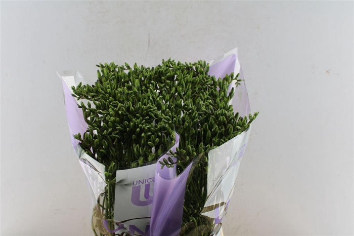 <h4>Fr En Delta River Blue</h4>