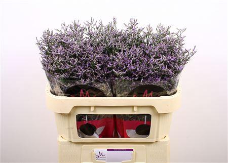<h4>Limonium Skylight</h4>