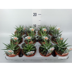 Haworthia fasciata 'Big Band'