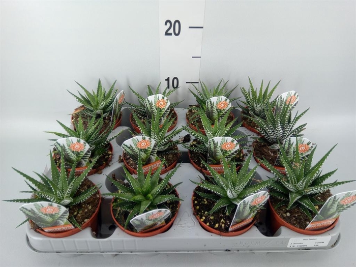 <h4>Haworthia fasciata 'Big Band'</h4>