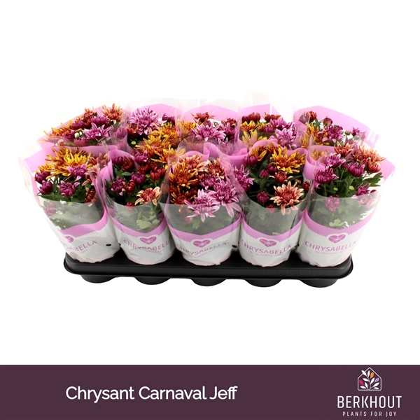 <h4>Chrysant Carnaval Artistic Jeff</h4>