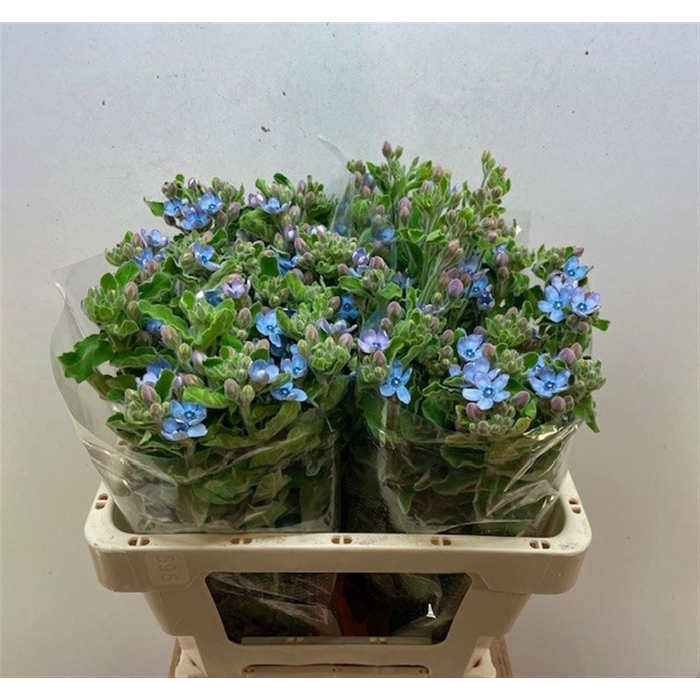 <h4>OXY CO TAN PURE BLU</h4>