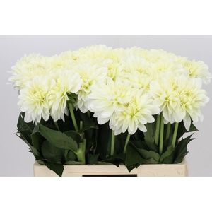 Dahlia White Wonder