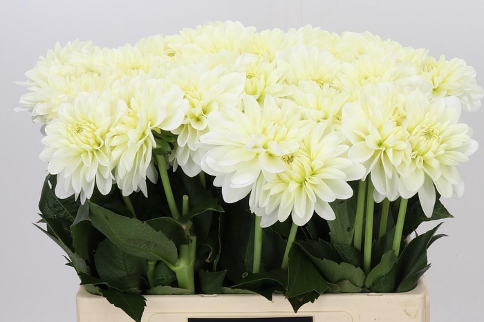 Dahlia White Wonder