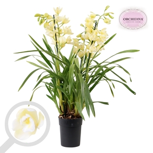 Cymbidium Vanilla Sky 3-4 tak
