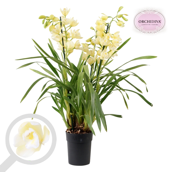 <h4>Cymbidium Vanilla Sky 3-4 tak</h4>