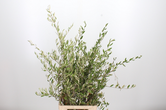 <h4>Olea Europaea</h4>