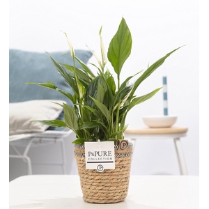 Spathiphyllum Korto in P&PURE Basket 6