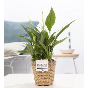 Spathiphyllum Korto in P&PURE Basket 6