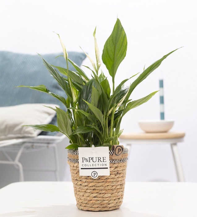 <h4>Spathiphyllum Korto in P&PURE Basket 6</h4>