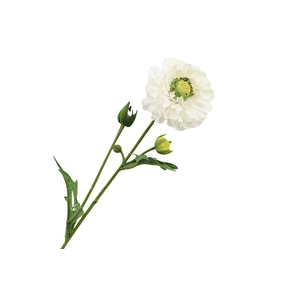 Ranunculus White