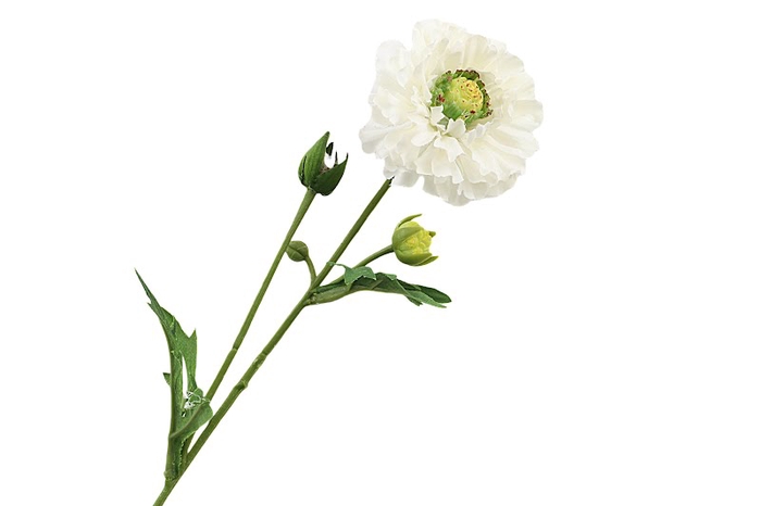 <h4>Ranunculus White</h4>