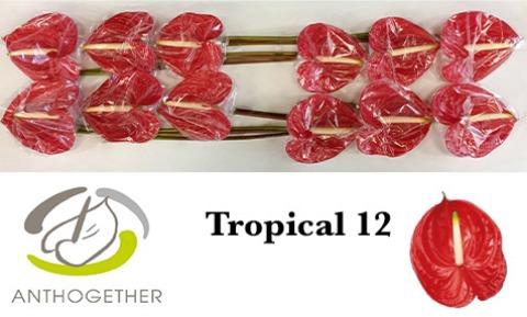 <h4>Anthurium Tropical</h4>