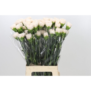 Dianthus St Brut