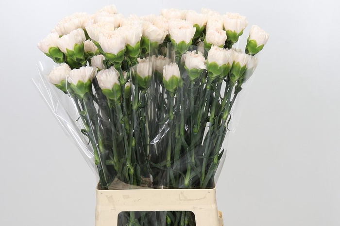 <h4>Dianthus St Brut</h4>