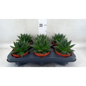 Aloe aristata 'Safari Ami'