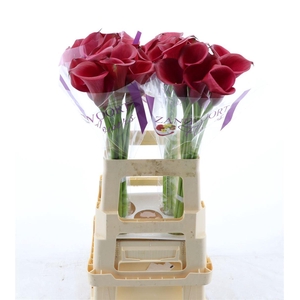 Calla Red Salsa