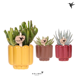 Kolibri Greens Succulenten mix in Retro pot yellow mix