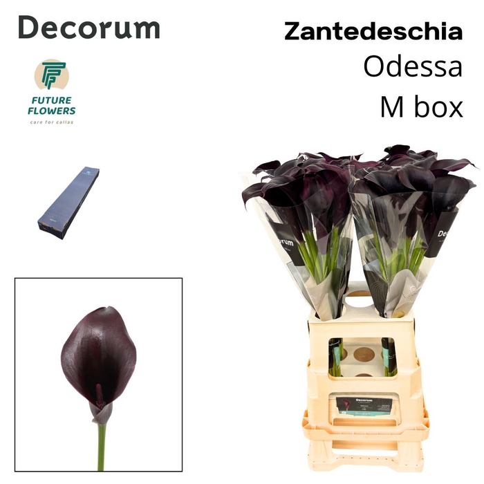 <h4>ZANT ODESSA MEDIUM BOX 70 CM 40 ST.</h4>