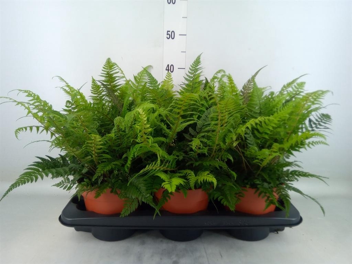 <h4>Athyrium   ...</h4>