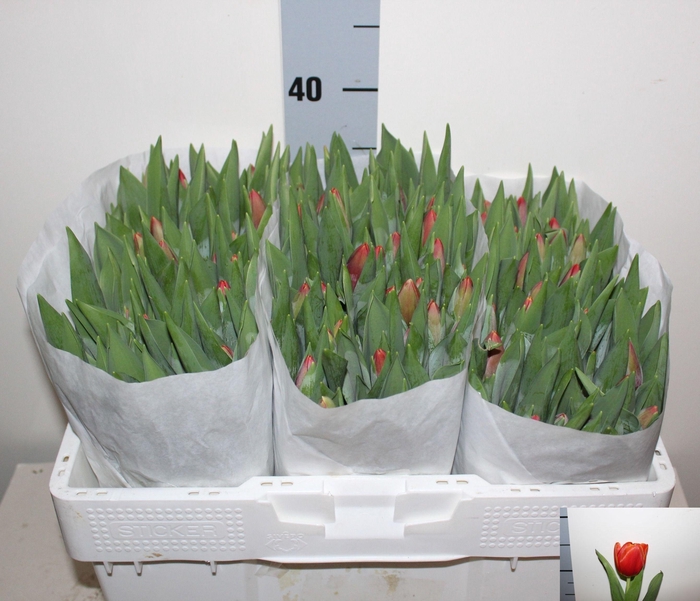 <h4>TU EN VERANDI</h4>