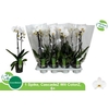 ** Phal El Cascade1 Branche 6+ 55cm * Spring Deal