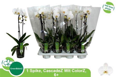 ** Phal El Cascade1 Branche 6+ 55cm * Spring Deal