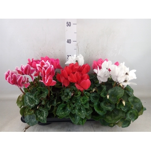 Cyclamen GR 'Leopardo'