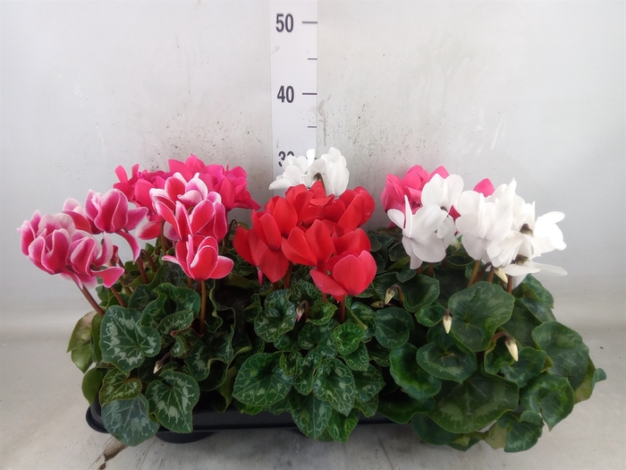 <h4>Cyclamen GR 'Leopardo'</h4>
