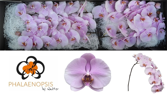 <h4>Phalaenopsis Tikal Doos</h4>