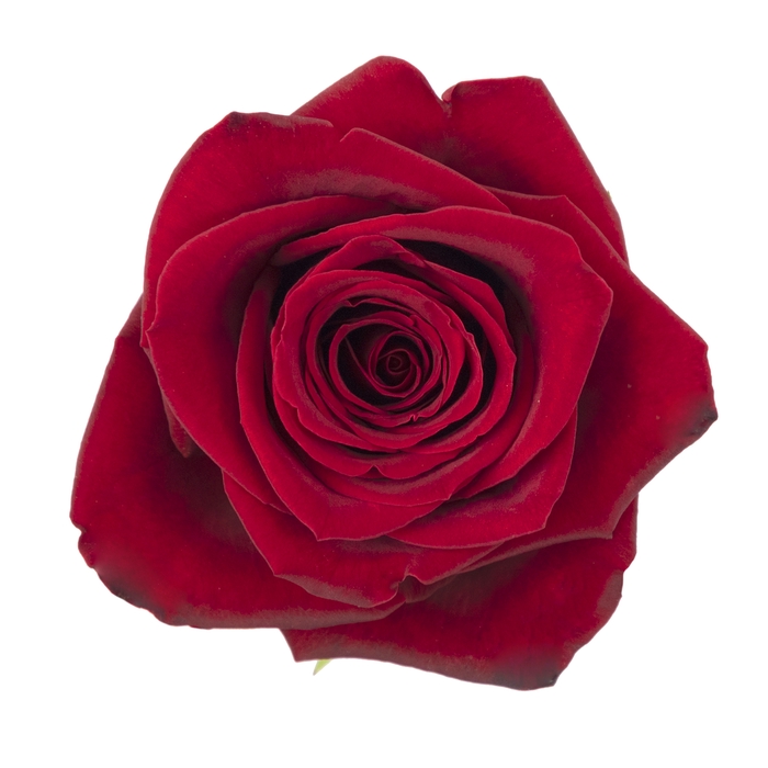 <h4>Rosa ec freedom</h4>