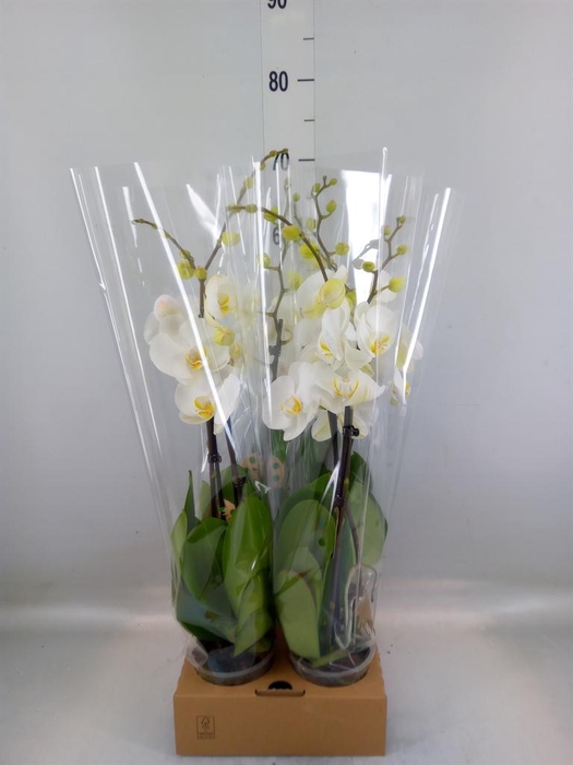 <h4>Phalaenopsis ...</h4>