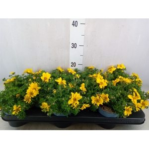 Bidens   ...