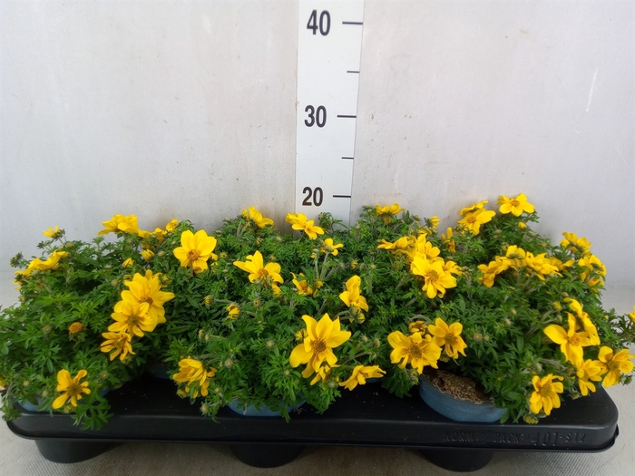 <h4>Bidens   ...</h4>