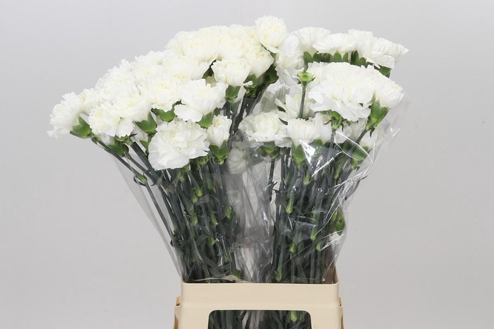 <h4>Dianthus St Moonlight</h4>