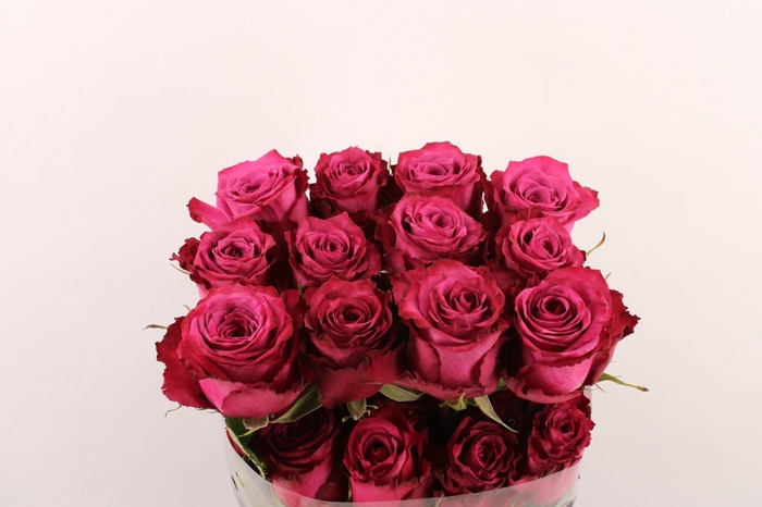 <h4>R Gr Blueberry</h4>