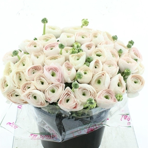 Ran Su Sr Hanoi Super