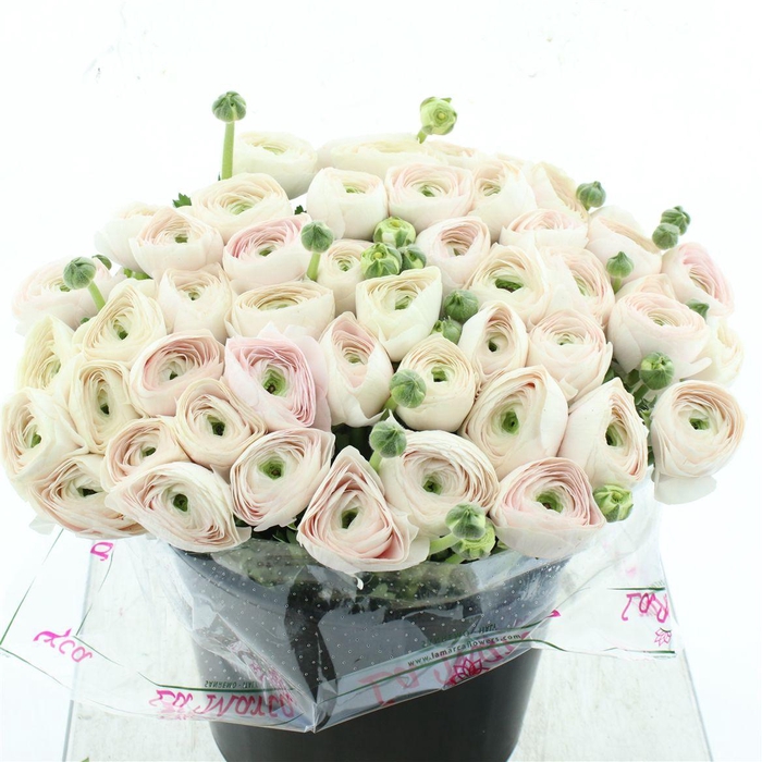 <h4>Ran Su Sr Hanoi Super</h4>