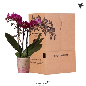 Kolibri Orchids Phalaenopsis Violet 3 spike no sleeve