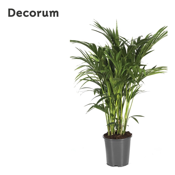 <h4>Howea forsteriana 120cm (Kentia) Decorum</h4>