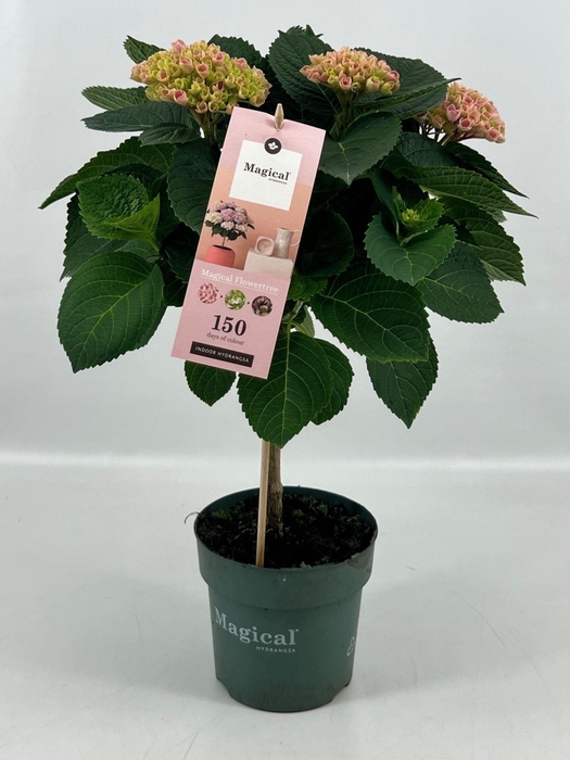 <h4>Hydrangea Magical Revolution</h4>
