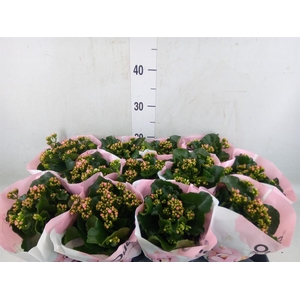 Kalanchoe   ...