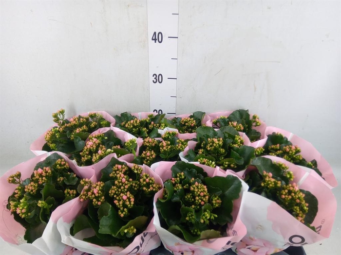 <h4>Kalanchoe   ...</h4>