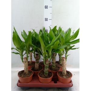 Dracaena frag. 'Steudneri'