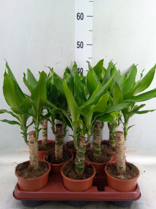 <h4>Dracaena frag. 'Steudneri'</h4>