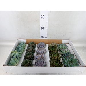 Echeveria   ...mix